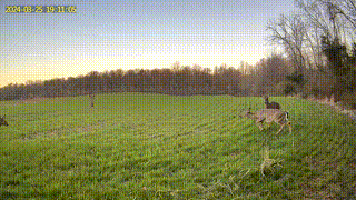 Younger deer playing and chasing each other
