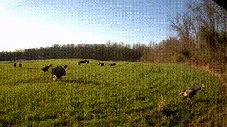 Two toms bring their hens out to graze