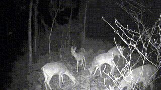 Deer eating cracked corn at night