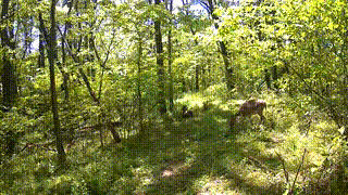A doe and two turkeys together in the woods